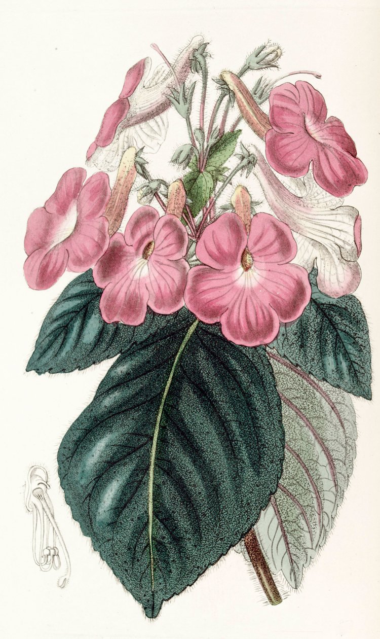 Botanisk illustration/Achimenes grandiflora/Achimene har store blomster af Unbekannt