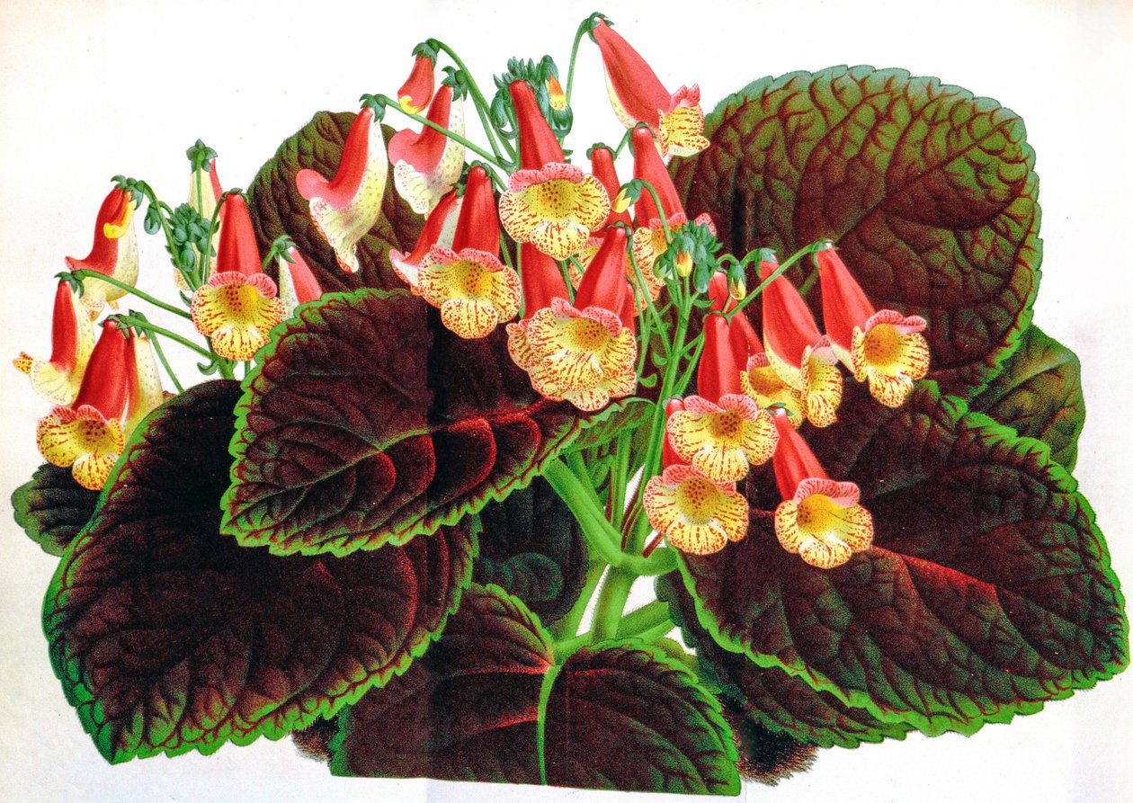 Botanisk illustration/Achimenes naegelioides/Achimene af Unbekannt