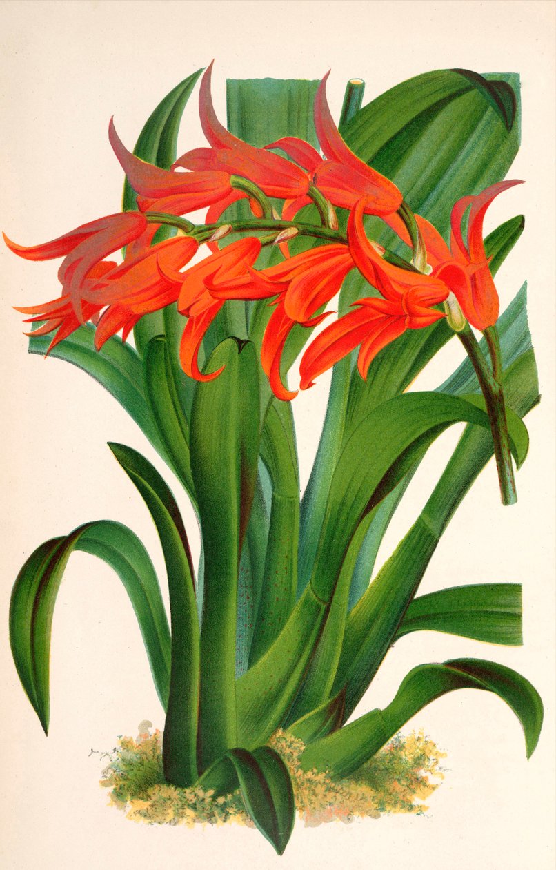 Botanisk illustration/Ada aurantiaca af Unbekannt