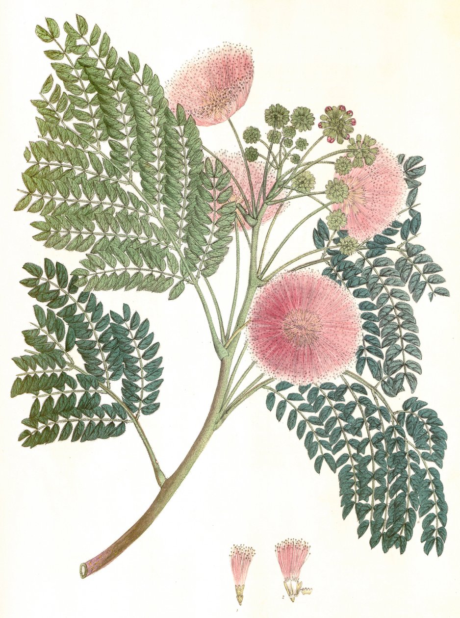 Botanisk illustration/Albizia julibrissin/Silketræ/Mimosa de Constantinople af Unbekannter Künstler