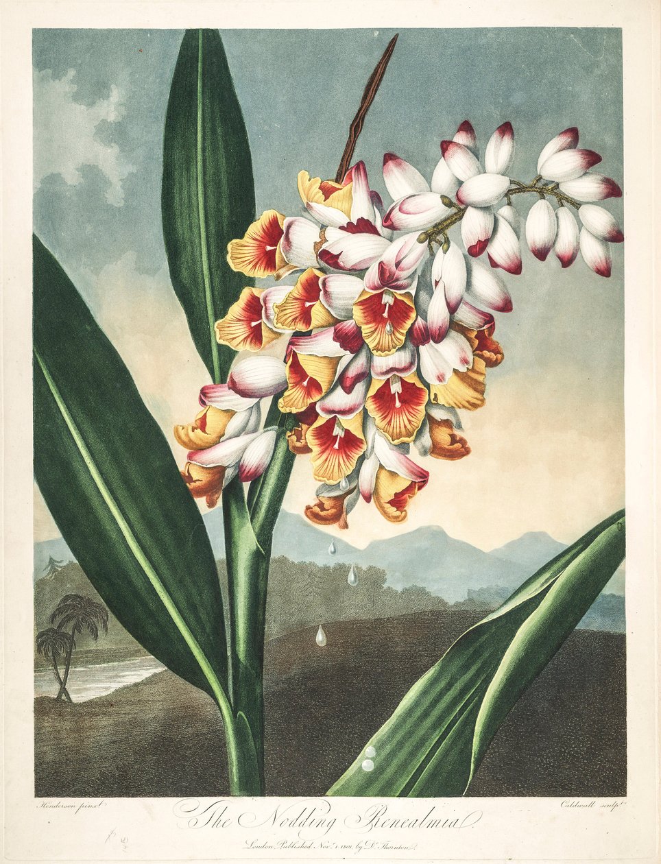 Botanisk illustration/Alpinia zerumbet, eller min sjæls blomst, jomfruens tårer, ingefærskal eller endda paradisets blomst af Unbekannter Künstler