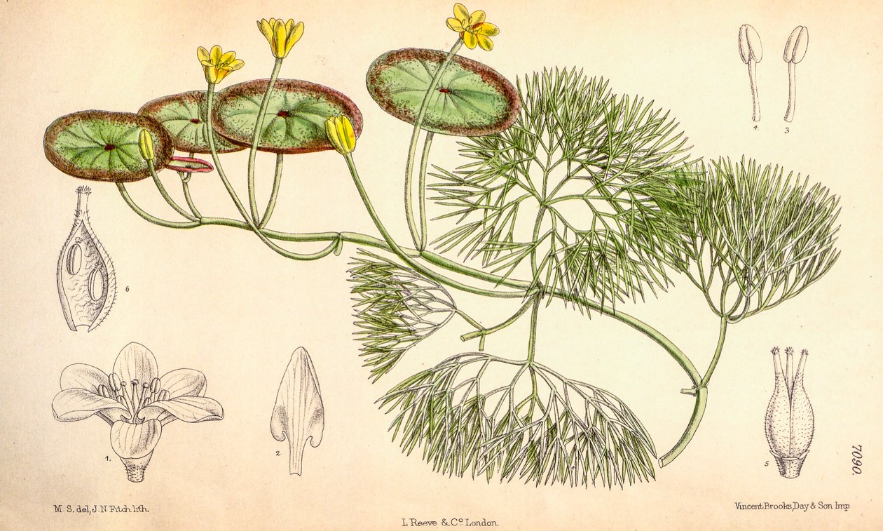 Botanisk illustration/Cabomba aquatica af Unbekannt