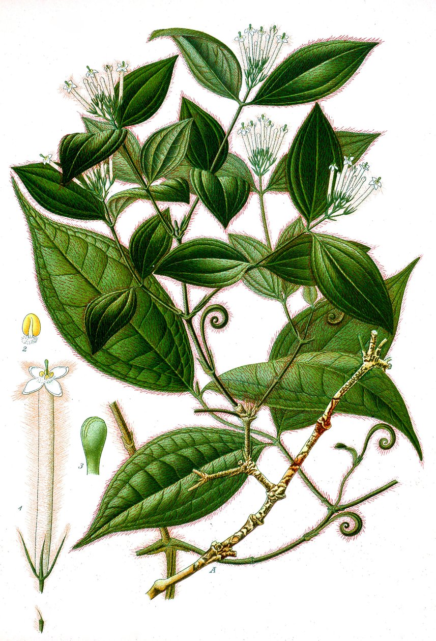 Botanisk illustration/Strychnos toxifera/Curare af Unbekannt