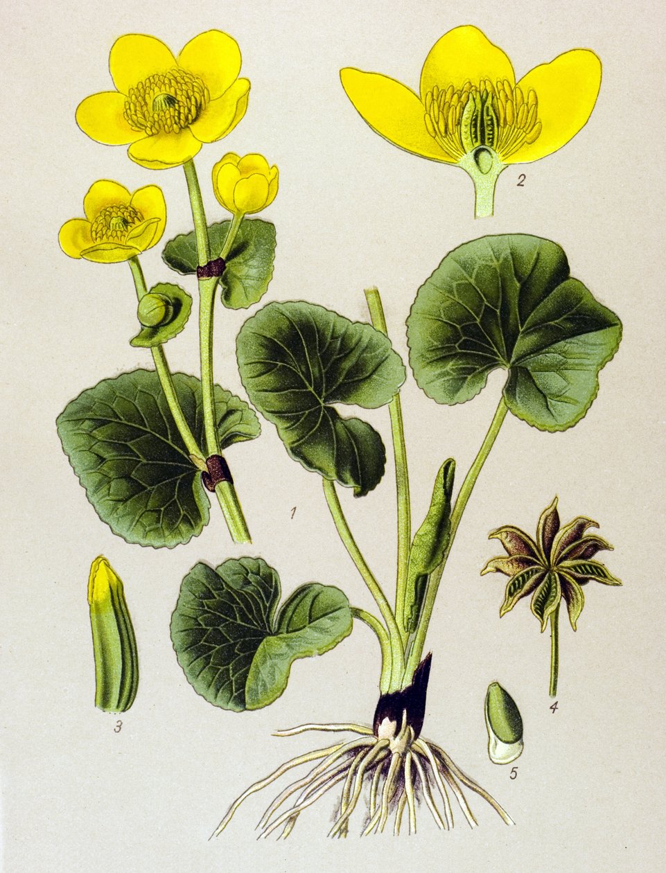 Botanisk planke. Venenøs plante (giftig): sumpbestand (Caltha palustris) af Unbekannter Künstler