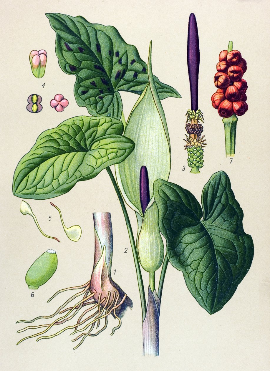 Botanisk planke. Venøs (giftig) og medicinsk plante: plet guet (Arum maculatum) af Unbekannter Künstler