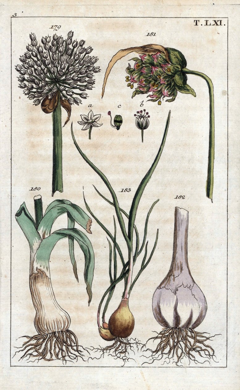 Botanik: porre, hvidløg, echalote - Porre, Allium pollum 179, hvidløgsblomst, Allium sativum 181, hvidløgsløg 182, og skalotteløg, Allium cepa var. aggregatum, ascalonicum af Unbekannter Künstler