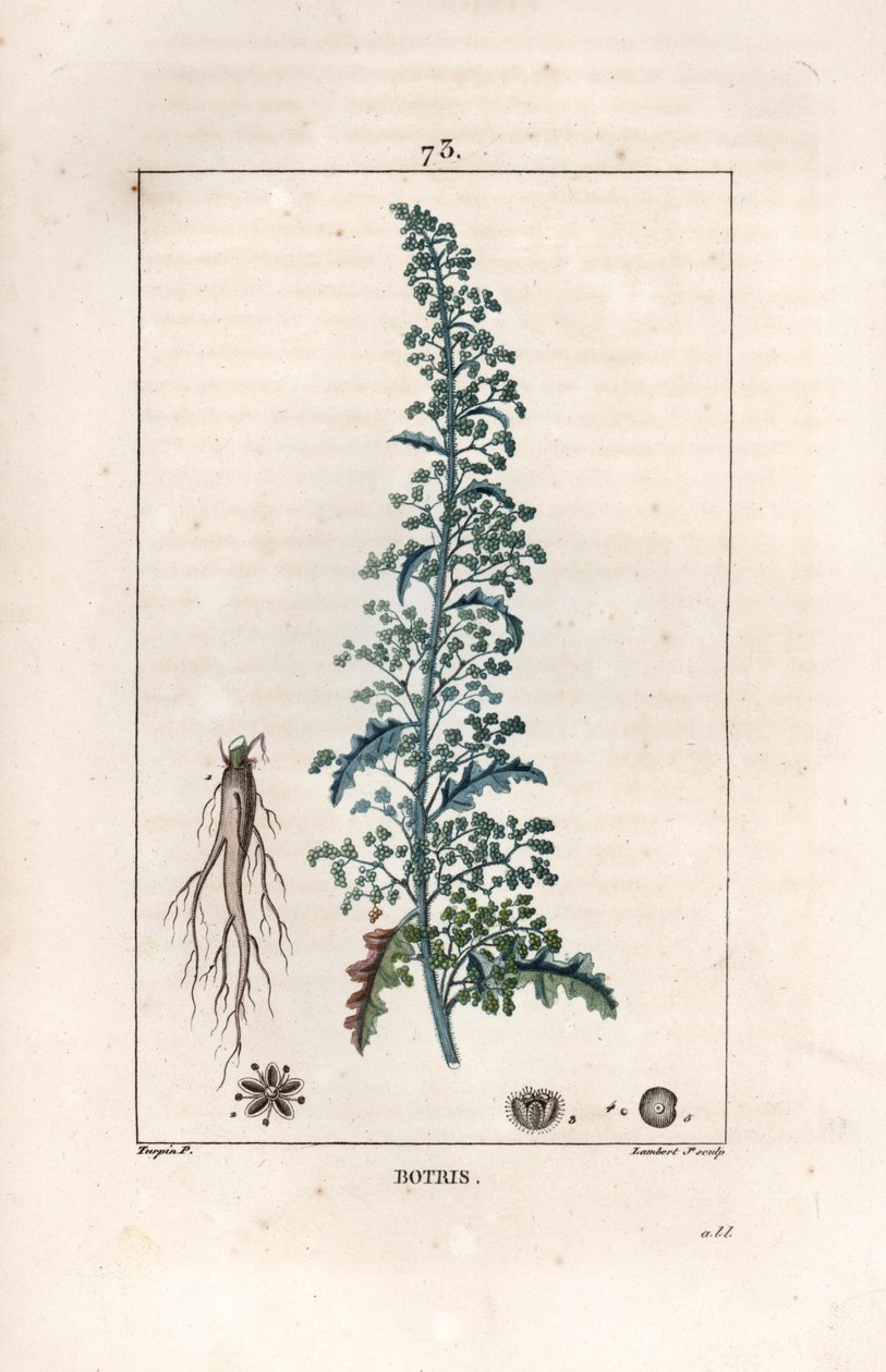 Botris (Chenopodium botrys) - Stik af Lambert fils, efter tegning af Pierre Jean Francois Turpin (1775-1840), fra La flore medicale, af Chaumeton, Poiret et Chamberet, Paris 1830 - Jerusalem-egegæslingefod, Dysphania botrys - Stik af Lambert Ju af Unbekannter Künstler