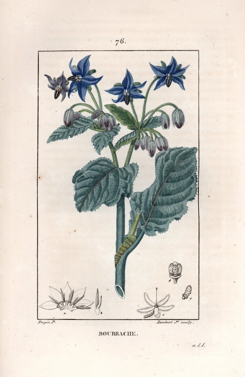Bourrache officinale - Stik af Lambert fils, efter tegning af Pierre Jean Francois Turpin (1775-1840), fra La flore medicale, de Chaumeton, Poiret et Chamberet, Paris 1830 - Borage eller stjerneblomst, Borago officinalis - Stik af Lambert Junior fro af Unbekannter Künstler