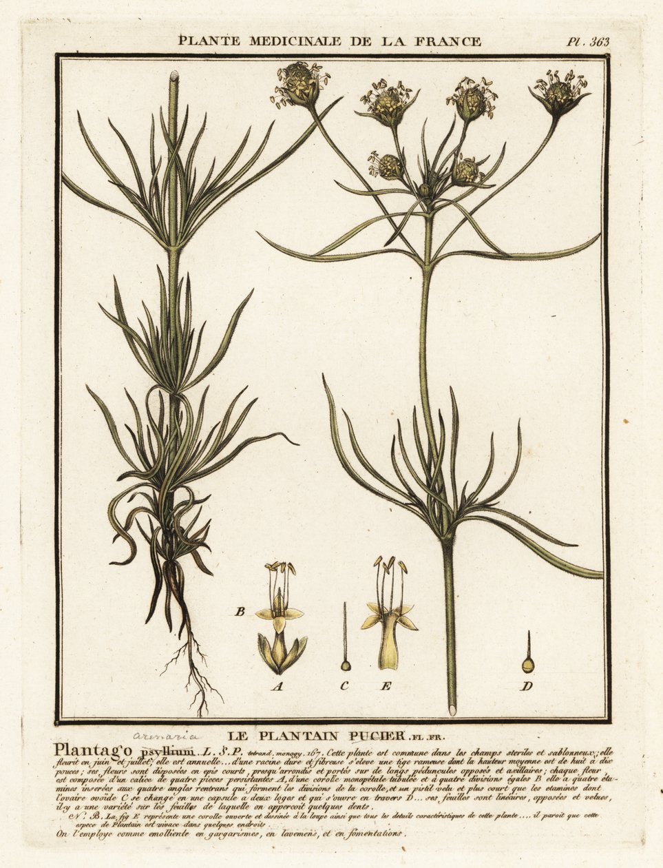 Forgrenet plantain, Plantago indica. af Unbekannter Künstler
