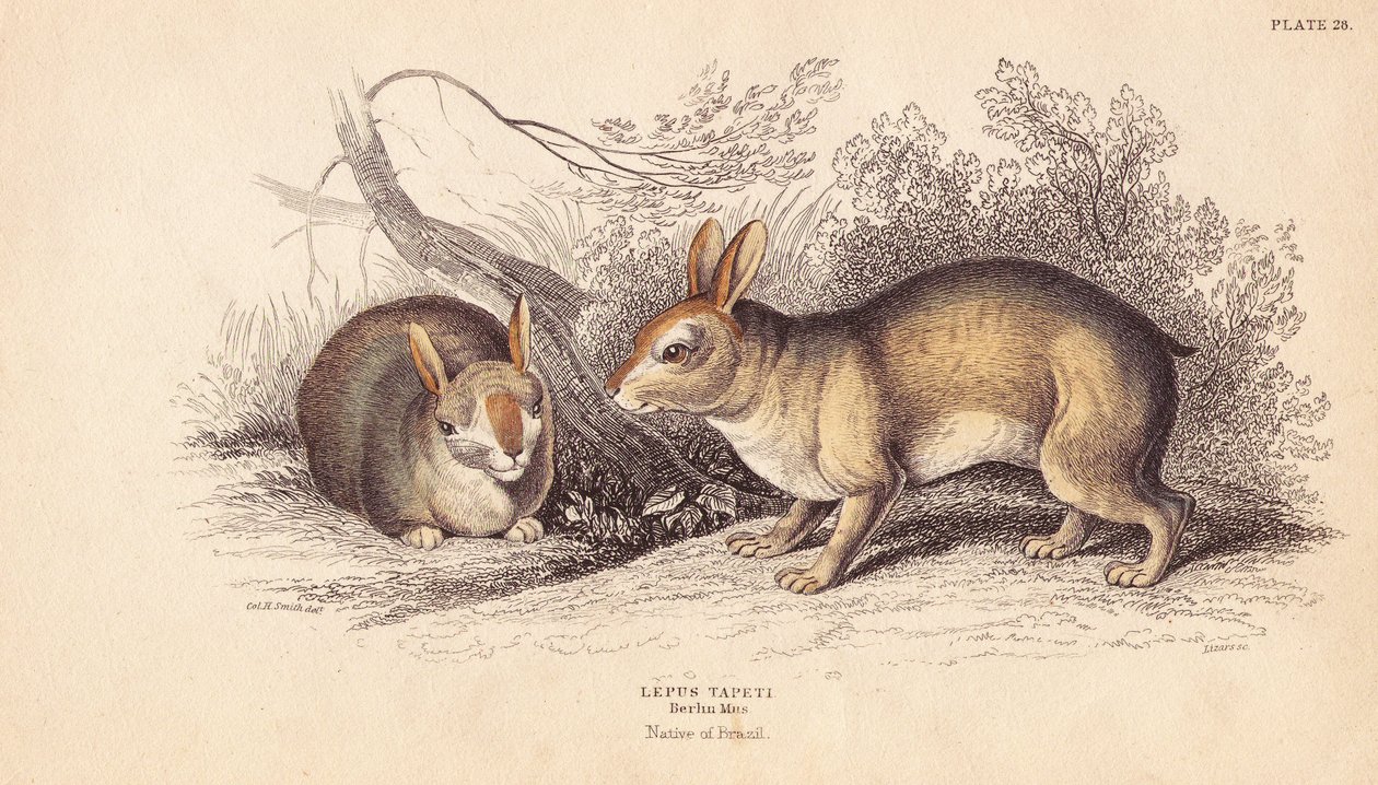 Brasiliansk kanin, Sylvilagus brasiliensis (Lepus tapeti). Fra eksemplarer i Berlin Museum. Håndkoloreret stålstik af Lizars efter en illustration af Charles Hamilton Smith fra William Jardine