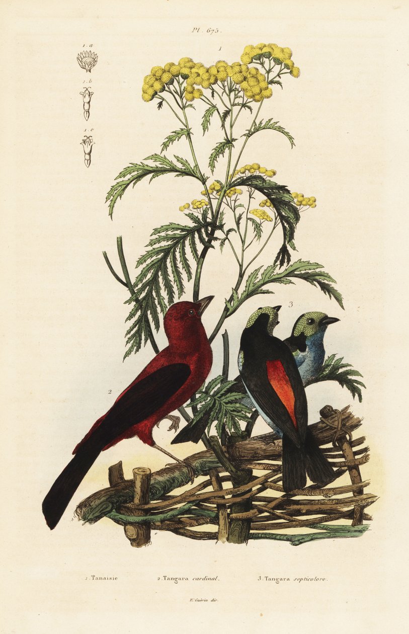 Brasilianske Tanager, Rumposleus brasilix og Paradise Tanager, Tangara chilensis af Unbekannt