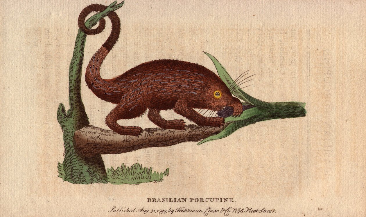 Bresiliansk episk svin (Coendou prehensilis), semi-arboreal amerikansk episk svin af de tropiske stammer, hvis hale er gribevenlig, så den kan klatre i træer. Tegning af Thomas Pennant (1726-1798). Litografi i The Naturalist Pocket Magazine or Cabinet comp af Unbekannter Künstler