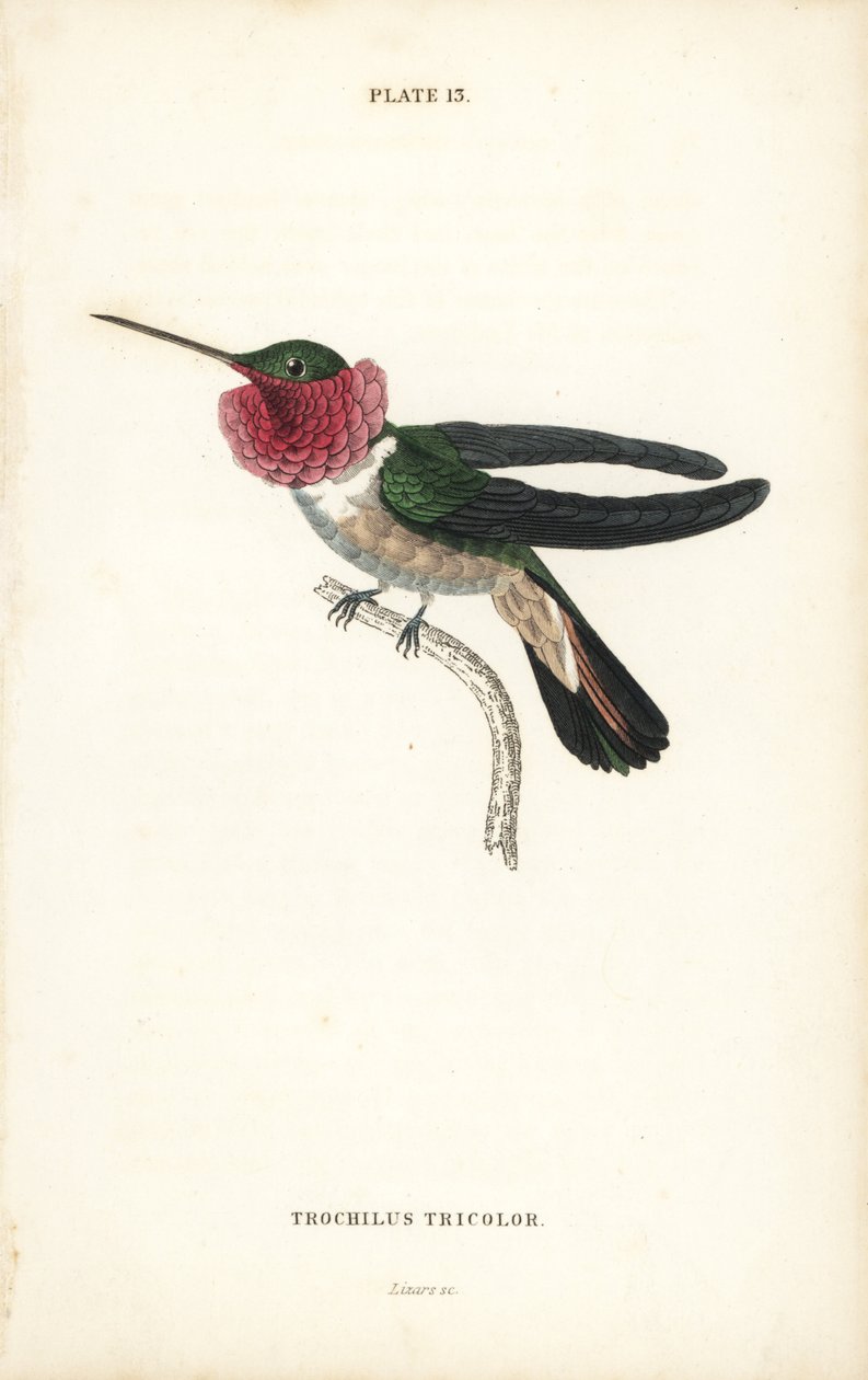 Bredhalet kolibri, Selasphorus platycercus (Trikoloreret kolibri, Trochilus tricolor). Håndkoloreret stålstik af William Lizars fra Sir William Jardine