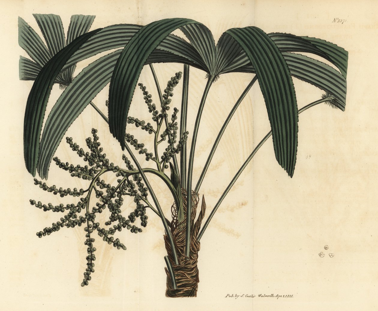 Bredbladet damepalme, Rhapis excelsa (Handværgjordrotten, Rhapis flabelliformis mas af Unbekannt