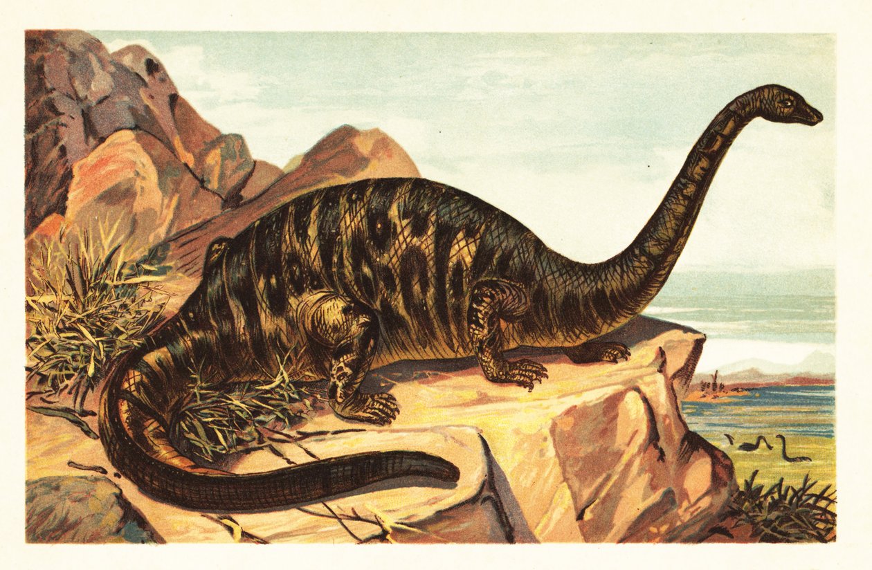 Brontosaurus excelsus, uddøde arter af gigantisk firbenet sau1908 (litografi) af Unbekannter Künstler