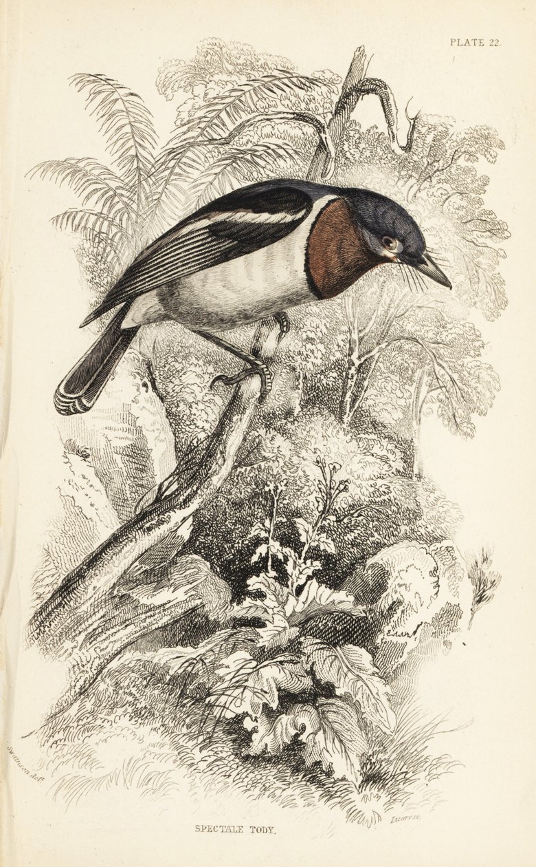 Brunstrubet wattøje, Platysteira cyanea (Vis tody, Platystera lobata). Håndkoloreret stålstik af William Lizars efter en illustration af William Swainson fra Sir William Jardine