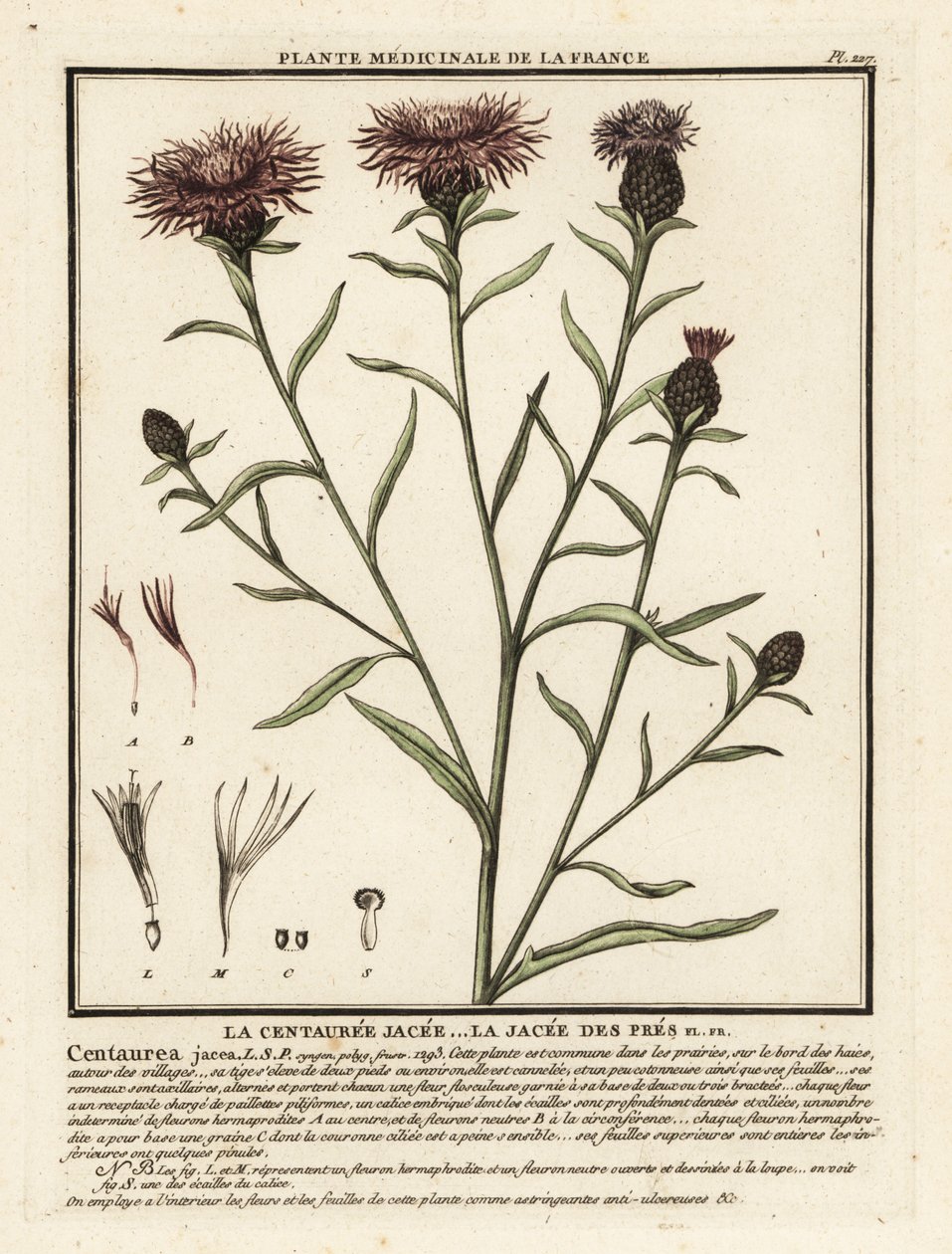 Brun knapweed, Centaurea jacea. af Unbekannter Künstler
