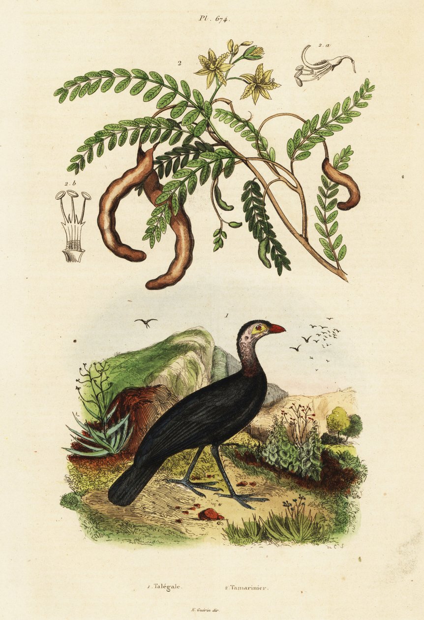 Brushturkey and tamarind.,1834-1839 (gravering) af Unbekannter Künstler