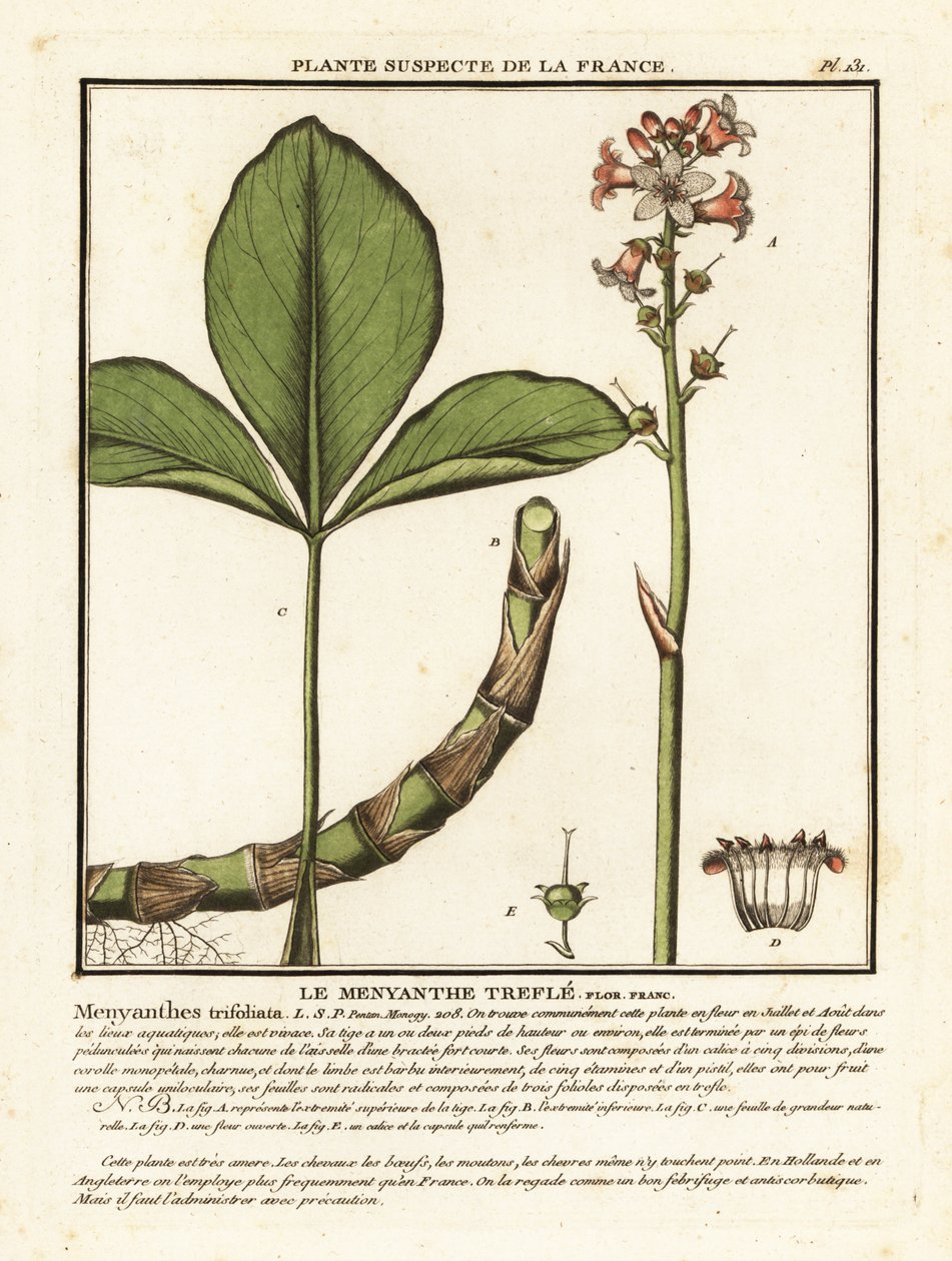 Bukkebønner, Menyanthes trifoliata. af Unbekannter Künstler
