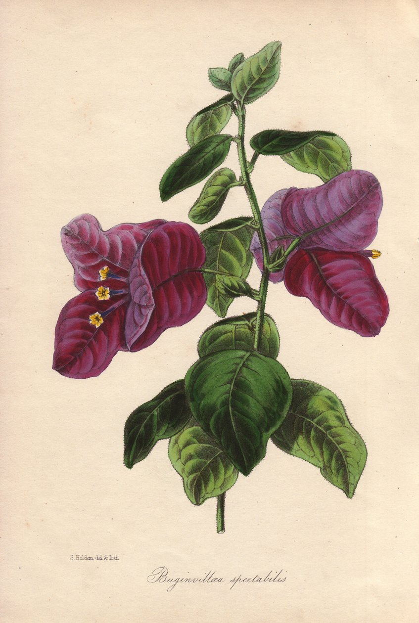 Buginvillaea spectabilis (La bougainvillee eller bougainvillee). Håndkoloreret litografi tegnet af Samuel Holden for Sir Joseph Paxton i "Magazine of Botany", London, W.S. Orr. af Unbekannter Künstler