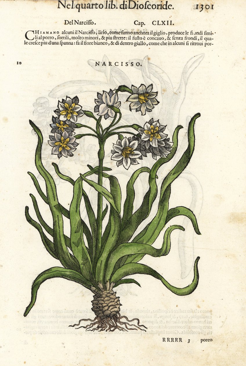 Påskelilje med klase-blomster, Narcissus tazetta. Håndkoloreret træsnit af Wolfgang Meyerpick efter en illustration af Giorgio Liberale fra Pietro Andrea Mattiolis Discorsi di P.A. Matthioli ne i sei libri della Materia Medicinale di Pedacio Dioscoride. af Unbekannter Künstler