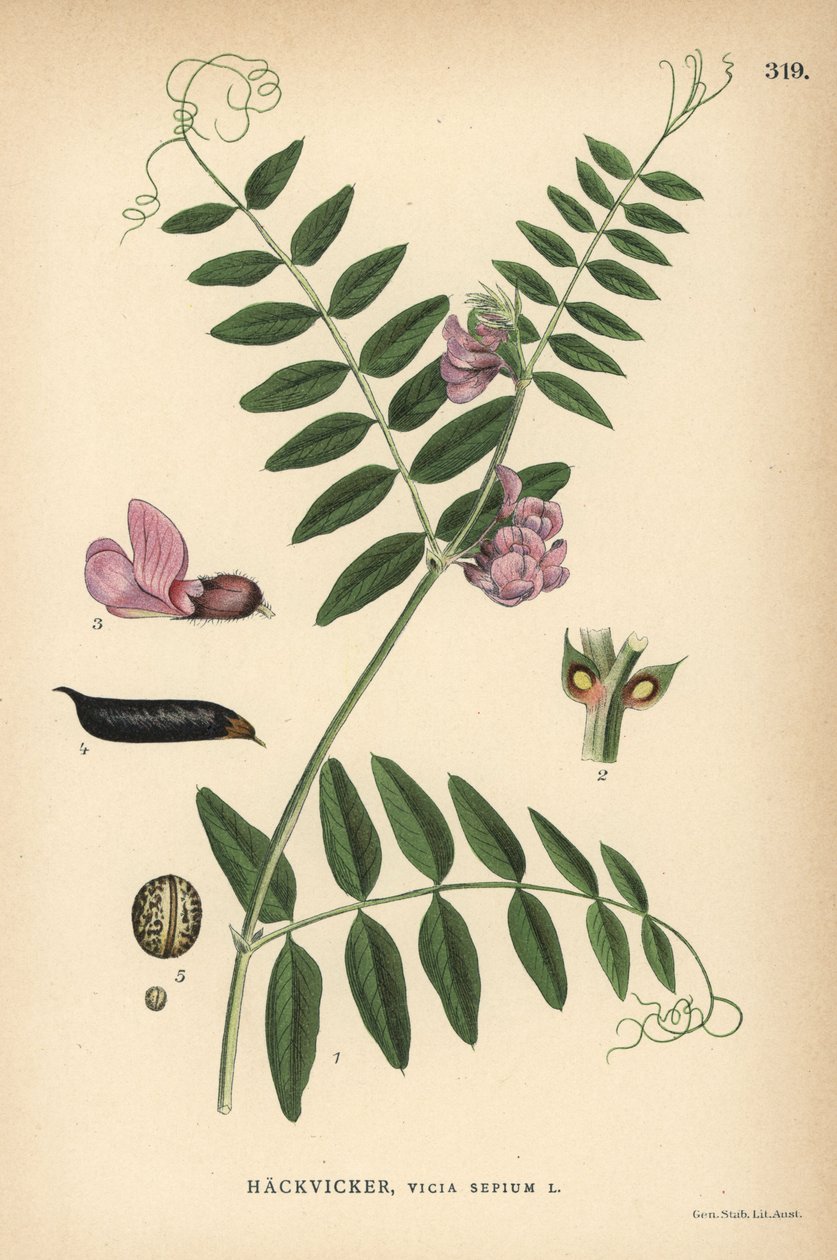 Buskvik, Vicia sepium af Unbekannter Künstler