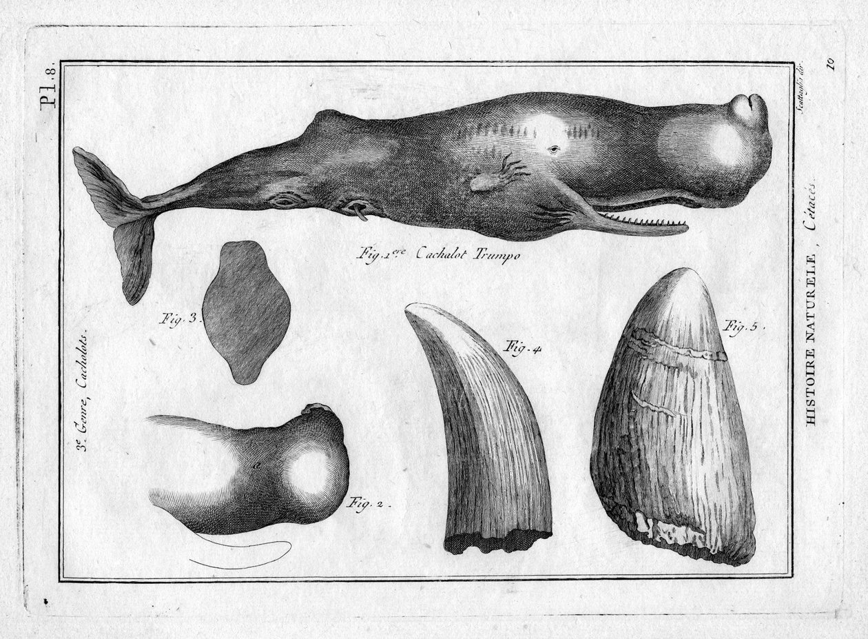 Cachalot trumpo (en trompe) i "Painting Encyclopedique et Methodique des trois Regnes de la Nature" af Pierre Joseph Bonnaterre (1762-1804). Paris 1784. af Unbekannter Künstler