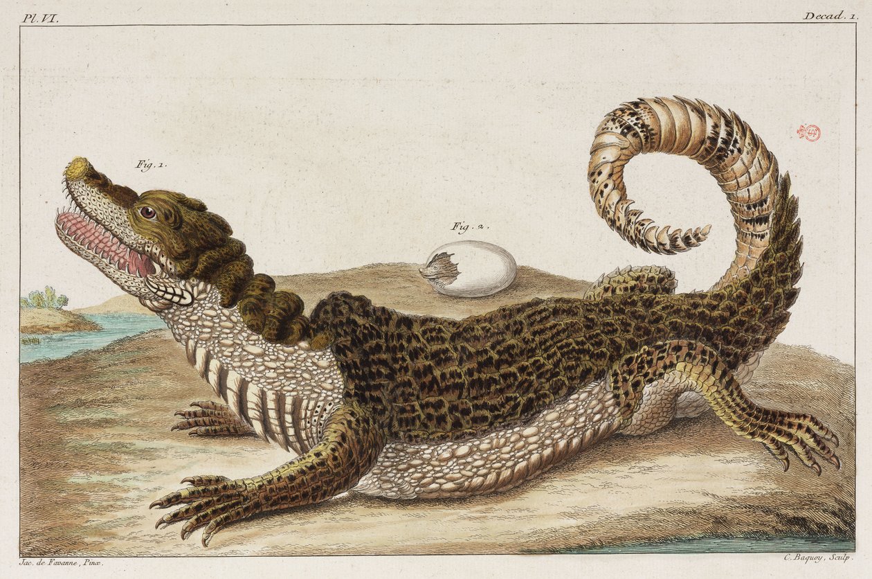 Caiman og hendes baby af Unbekannt