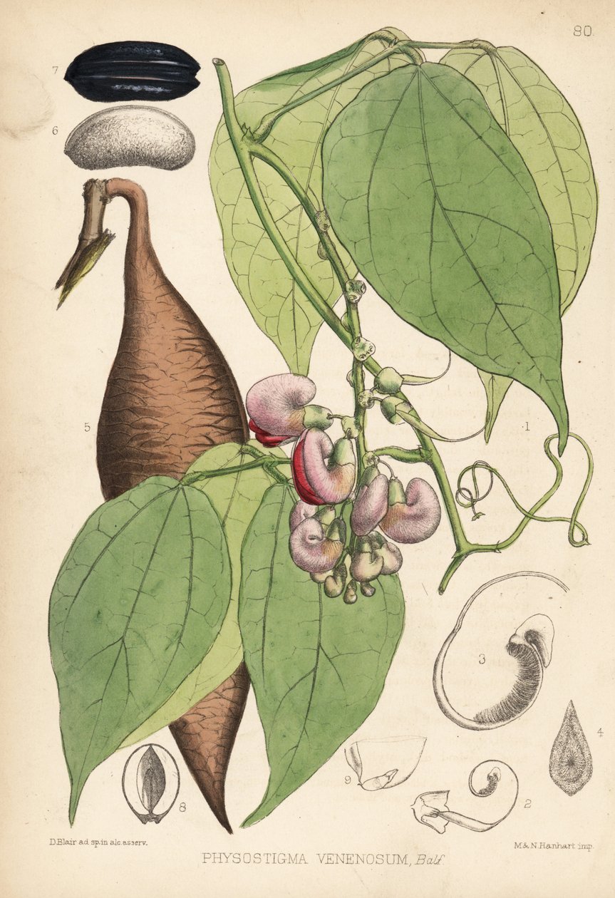 Calabarbønne eller prøvelsesbønne. Physostigma venenosum. Håndkoloreret litografi af Hanhart efter en botanisk illustration af David Blair fra Robert Bentley og Henry Trimen