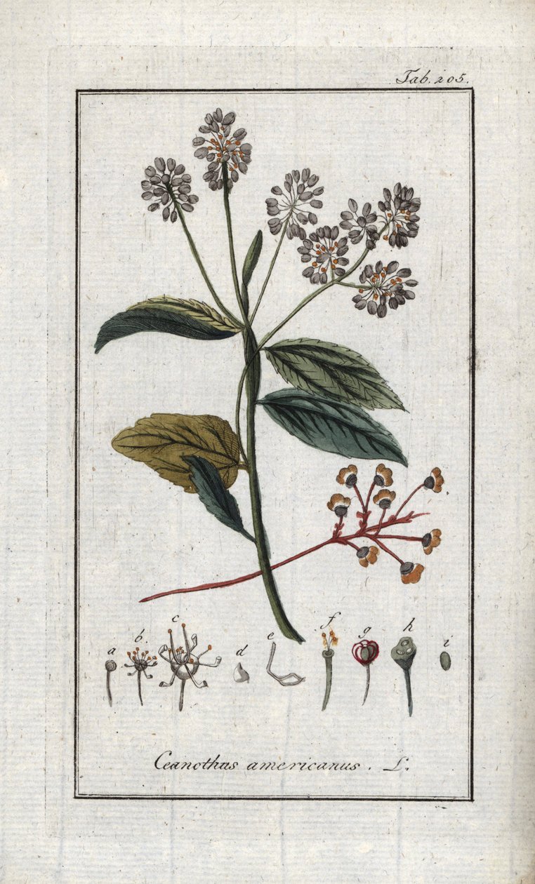 Californisk syren (Ceanothus americanus). Litografi fra "Afbeelding der Artseny-Gewassen" af Johannes Zorn (1739-1799), Holland af Unbekannter Künstler