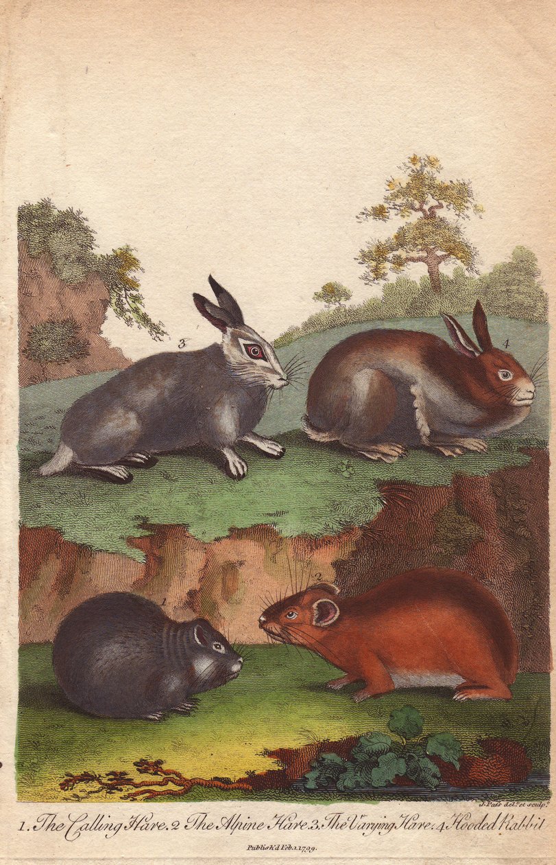 Hare, alpehare, hare og hættekanin Oryctolagus cuniculus, Lepus capensis, Lepus timidus af Unbekannter Künstler
