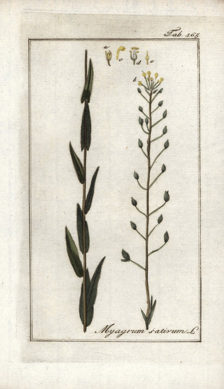 Cameline eller hørbasard eller sesam fra Tyskland (Camelina sativa). Litografi fra "Afbeelding der Artseny-Gewassen" af Johannes Zorn (1739-1799), Holland af Unbekannter Künstler