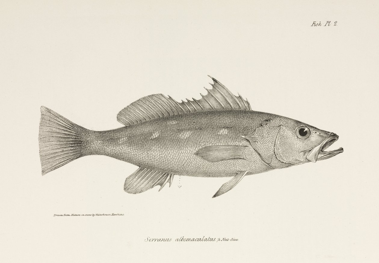 Camotillo, Stillehavet, c 1832-1836 af Unbekannter Künstler