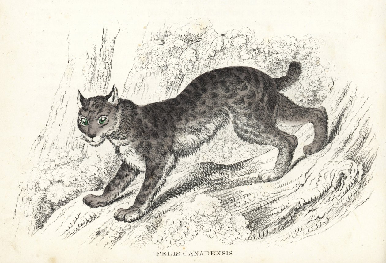 Canadisk los, Lynx canadensis (Felis canadensis). Håndkoloreret litografi fra Georg Friedrich Treitschkes naturhistoriske galleri, Naturhistorischer Bildersaal des Thierreiches, Liepzig-1842. af Unbekannter Künstler