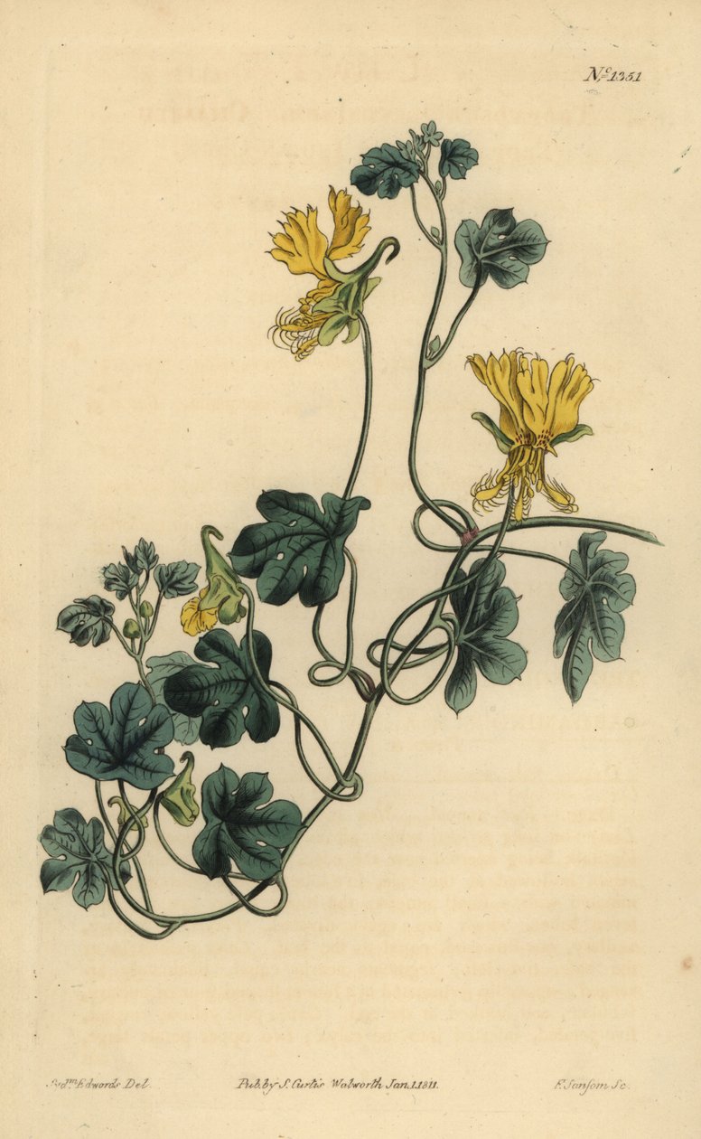 Kanariefugle, indisk karse eller cilieret tropaeolum, Tropaeolum peregrinum af Unbekannt