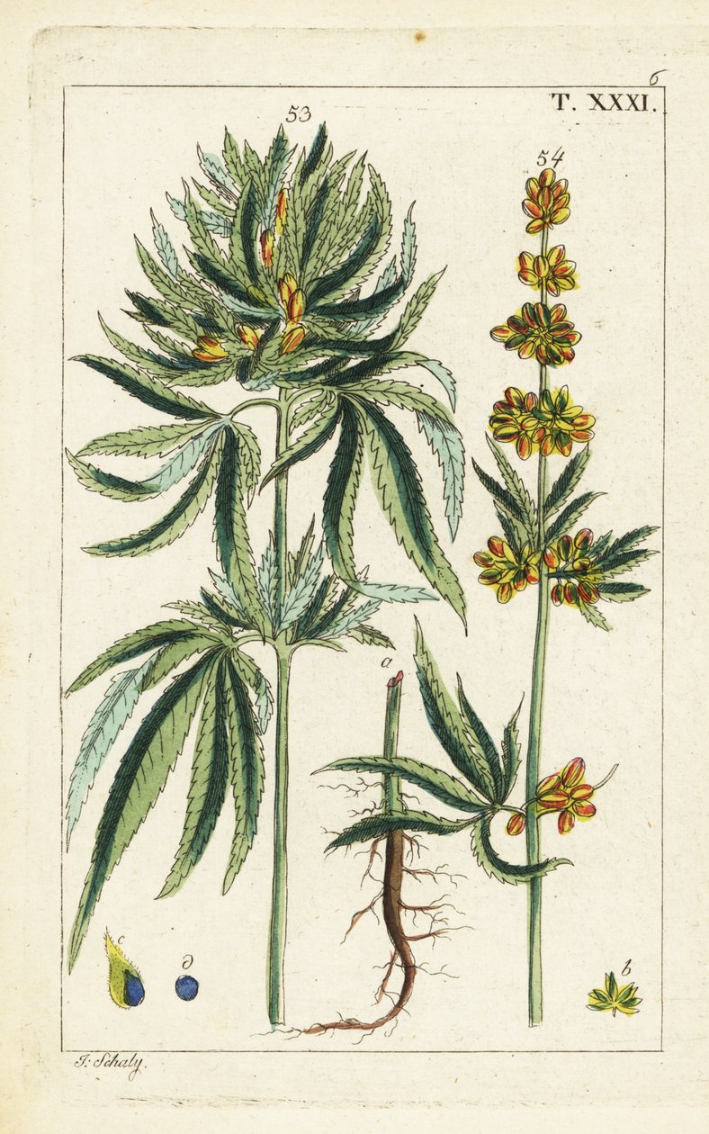 Cannabis plante, Cannabis sativa. af Unbekannter Künstler