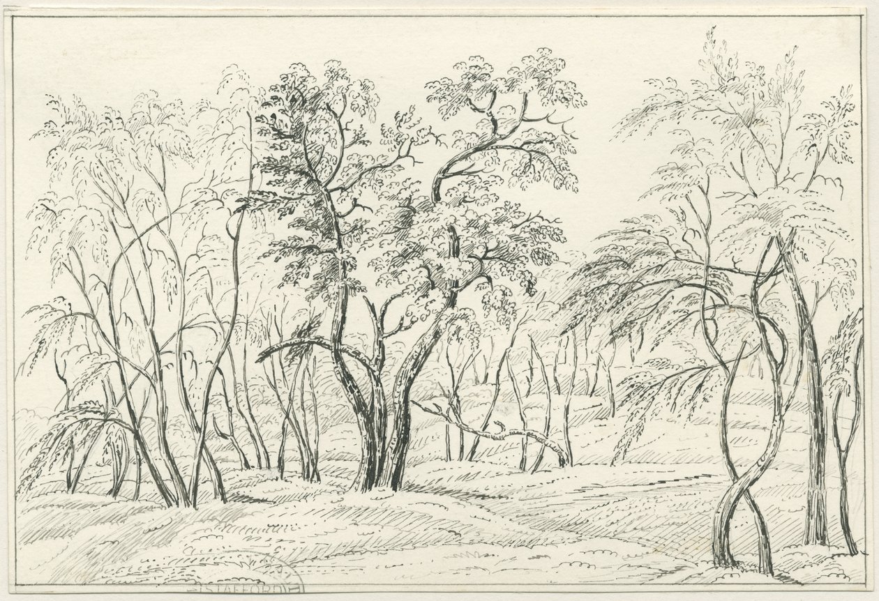 Cannock Chase: pen- og blyantstegning, nd [?1800-tallet] af Unbekannt