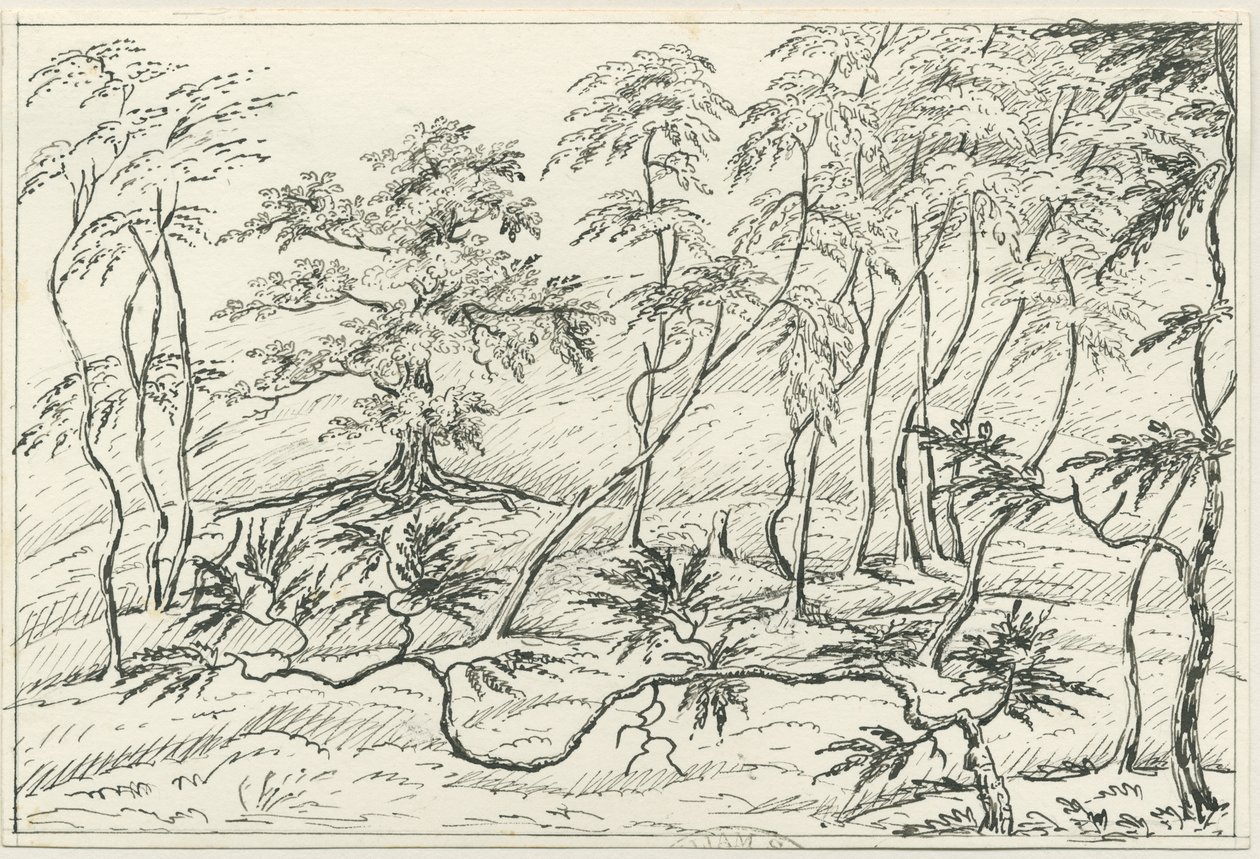 Cannock Chase: pen- og blyantstegning, nd [?1800-tallet] af Unbekannt