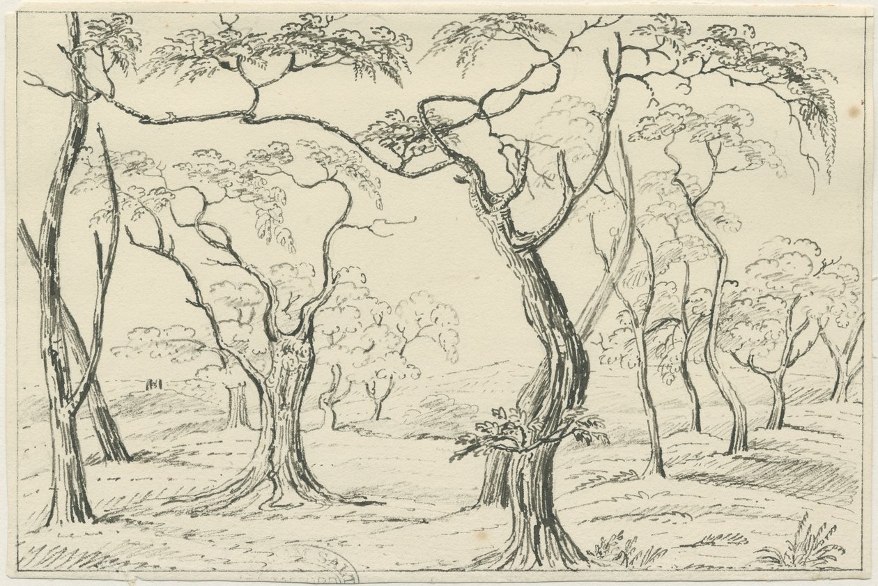 Cannock Chase: pen- og blyantstegning, nd [?1800-tallet] af Unbekannt