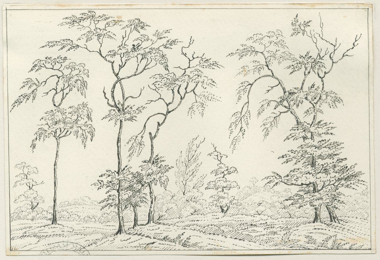 Cannock Chase: pen- og blyantstegning, nd [?1800-tallet] af Unbekannt