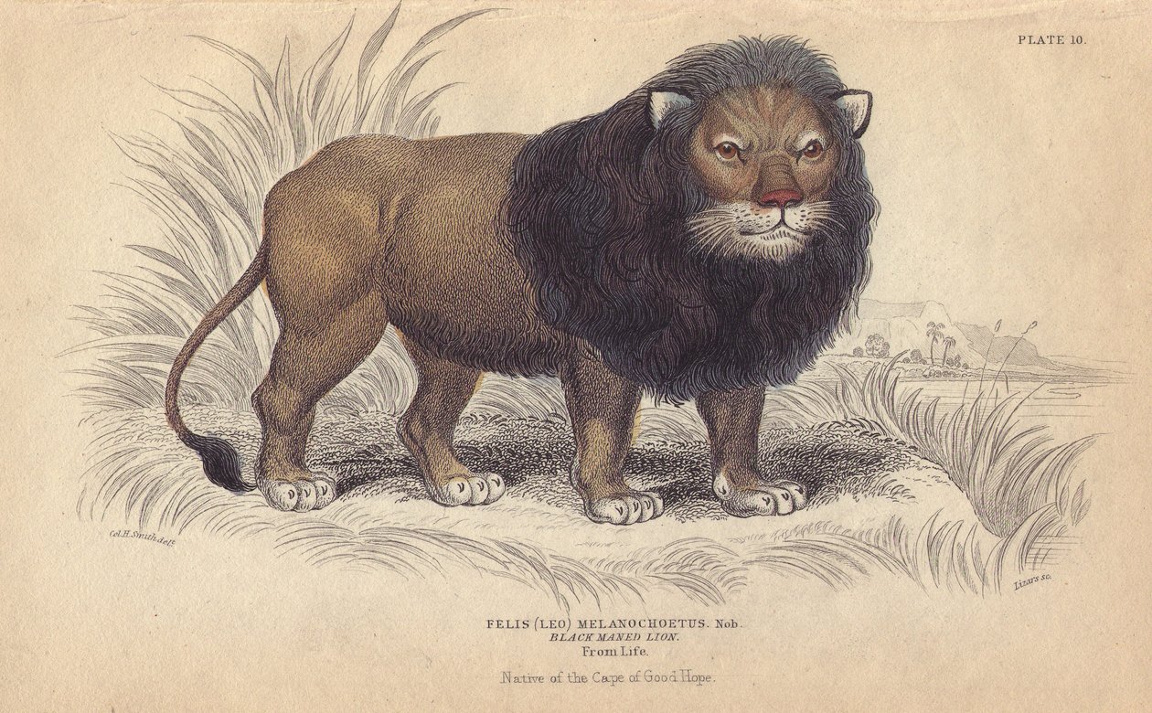 Kapløve. Litografi af William Lizars, baseret på en tegning af Charles Hamilton Smith, til "Bibliotheque naturaliste, mammals, les felins", af Sir William Jardine, udgivet i 1834 i Edinburgh (Skotland). af Unbekannter Künstler