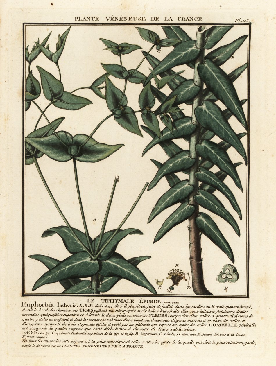 Caper spurge, Euphorbia lathyris. af Unbekannter Künstler