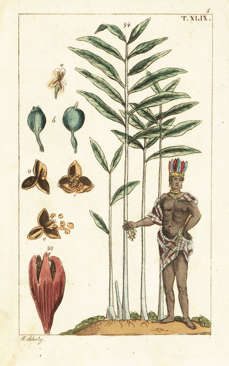 Kardemommetræ, Elettaria cardamomum. af Unbekannter Künstler