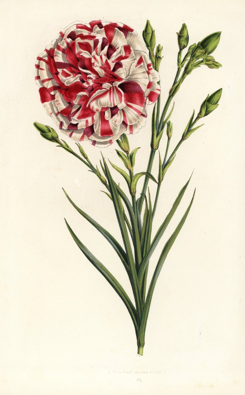 Nellikehybrid, Louis Napoleon, Dianthus caryophyllus. Håndkoloreret litografi fra Louis van Houtte og Charles Lemaires Flowers of the Gardens and Hothouses of Europe, Flore des Serres et des Jardins de l