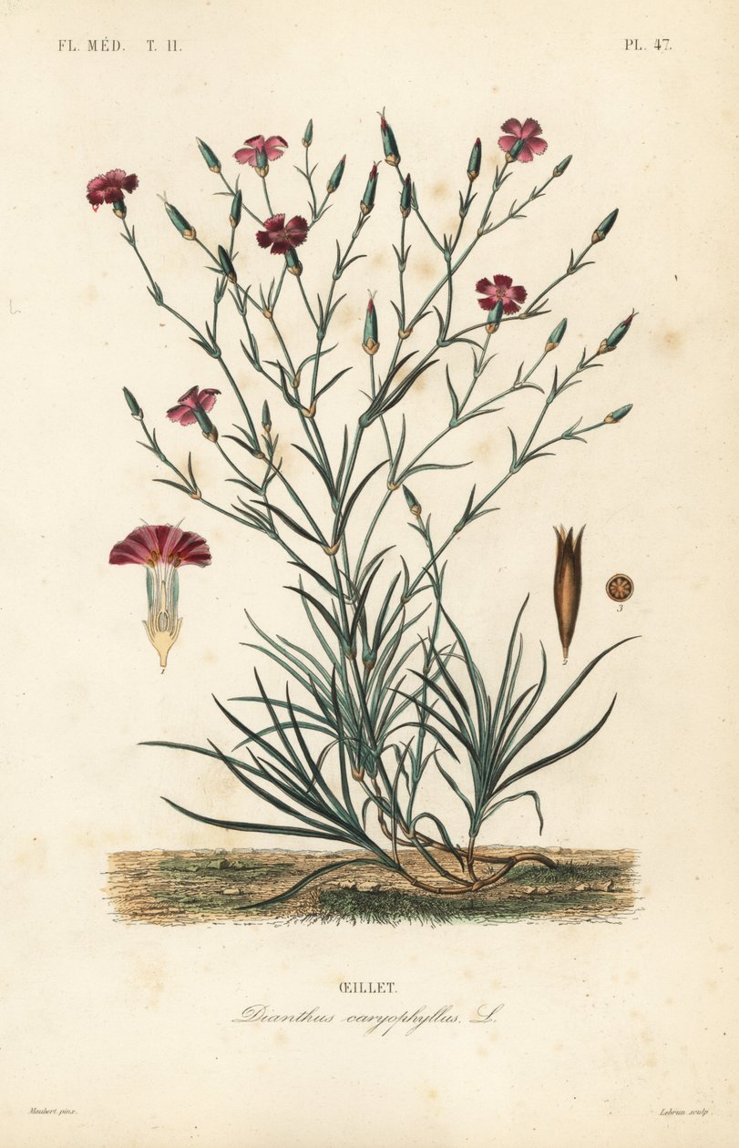 Nellik eller nellike pink, Dianthus caryophyllus, Oeillet af Unbekannt