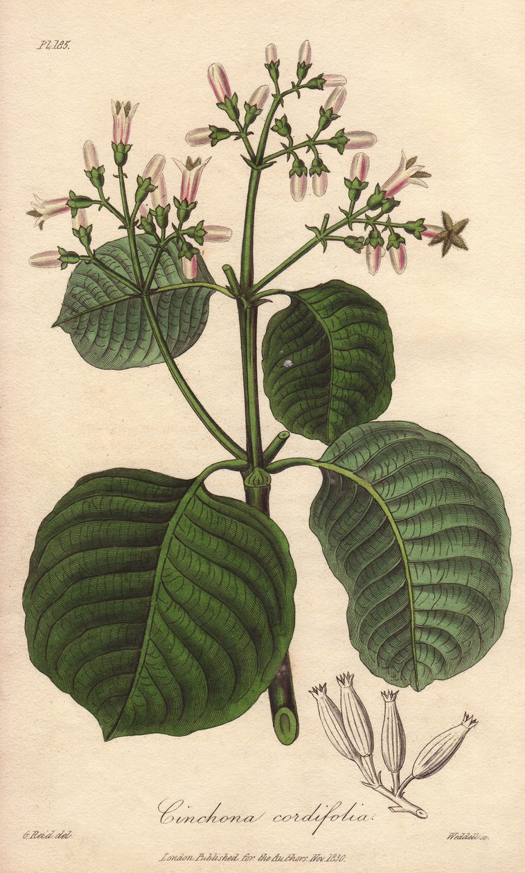 Cartagena-bark, Cinchona cordifolia af Unbekannter Künstler