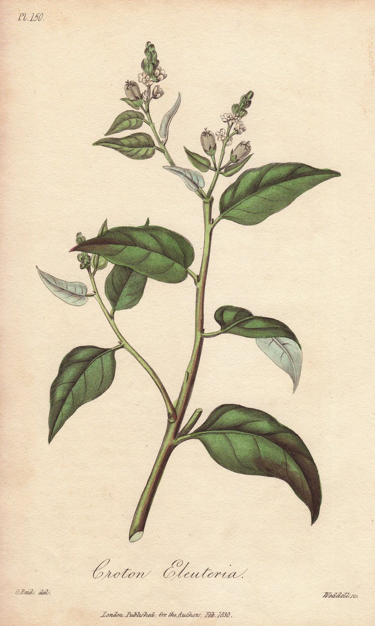 Cascarilla (Croton eleuteria) - Stærkt vand af William Clarke til at illustrere "Medical Botanical, Description of the Medicinal Plants of London, Edinburgh and Dublin" af John Stephenson og James Morss Churchill, udgivet i London af John Churchill i 1 af Unbekannter Künstler