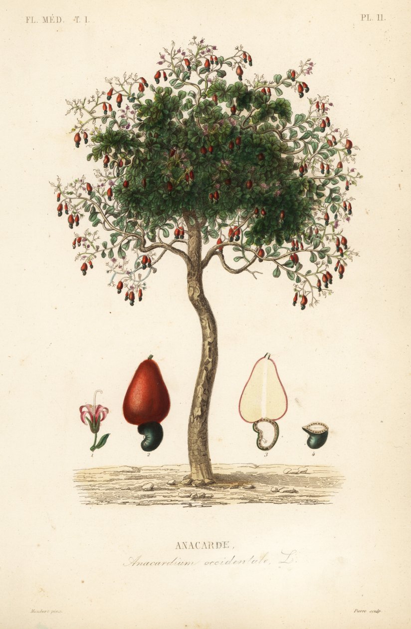 Cashewtræ eller cashewnøddetræ, Anacardium occidentale, Anacarde af Unbekannt