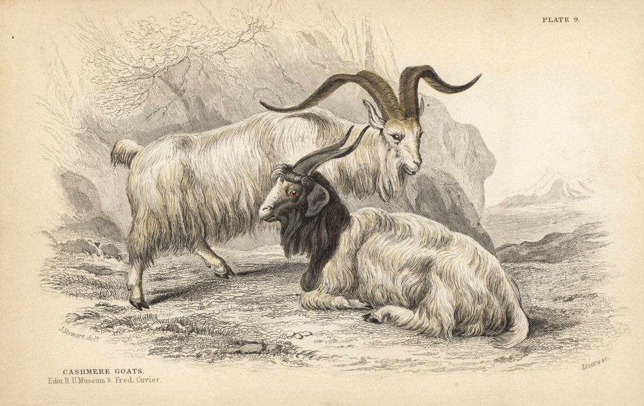 Kashmirged, Capra hircus lanigera. Edinburgh Royal University Museum og Frederick Cuvier. Håndkoloreret stålstik af Lizars efter en illustration af James Stewart fra William Jardine