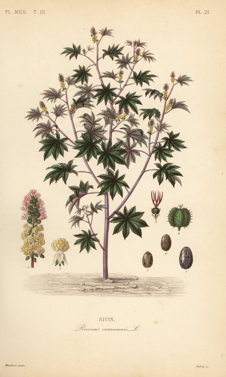Ricinusbønne eller ricinusolieplante, Ricinus communis, Ricin af Unbekannt